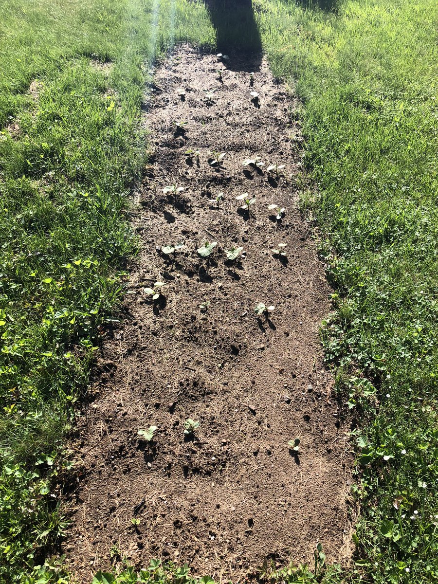 DickHertzCo's tweet photo. Operation Pumpkin Patch 2.0 🎃🤘🏻 https://t.co/VxEnAwu3hx