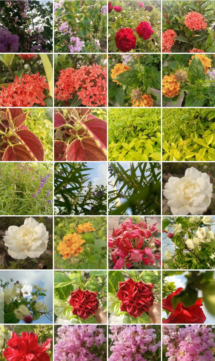 MizAssumpta's tweet photo. Haha 😆
I really love these photos I took, maybe I should start taking more pictures of random stuff 🤔
#Camon15 ❤️ https://t.co/UP4XU1synI