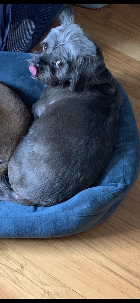 lainroxx's tweet photo. our elderly Lucy got out last night and hasn’t been seen. Near 71st &amp; Memorial/Woodland Hills area. her health is declining &amp; we are worried sick. PLEASE keep an eye out for our grumpy goose 💔 https://t.co/PImL3H5jko