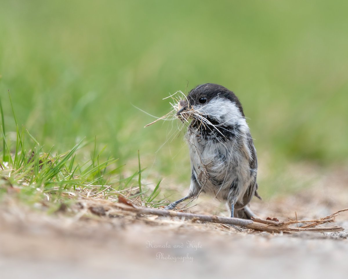 KamalaKyle's tweet photo. This future momma is hard at work readying her nest… good luck in the next few weeks little cutie!!
Black-capped chickadee, Calgary, May 2022
#blackcappedchickadee #blackcappedchickadees #calgarybirds #birdsofyyc #yycbirds #calgarywildlife #calgaryanimals #yycoutdoors #calgary https://t.co/hvnii4CN4V