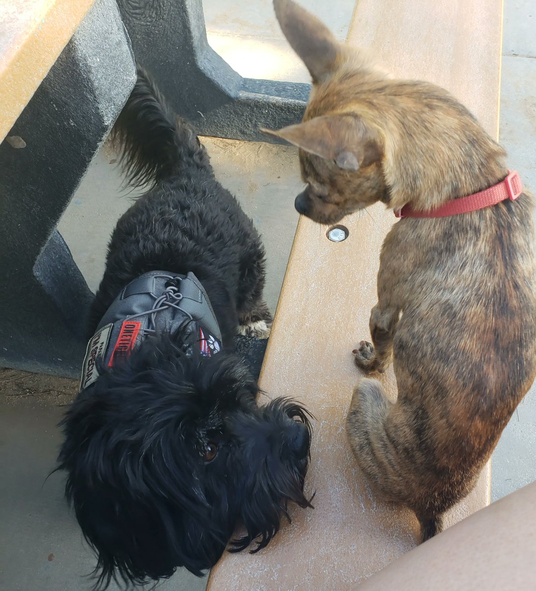 Bruno keeping an eye on Oreo 🐶

#EileensPetShop #doggydog #tigerdog #brindlechihuahua #cockerpug