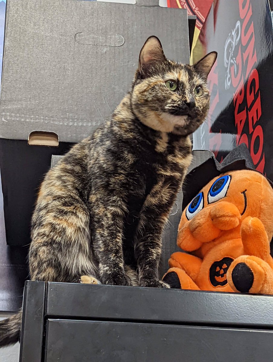 DLairAustin's tweet photo. Elsewhere in the store Brigid is spending her #caturday conspiring with Chibithulhu.
#dlairaustin #dlairaustinbrigid #dlairaustincat #shopcat #caturdaycuties #chibithulhu #stevejacksongames https://t.co/oEHmEzgWch
