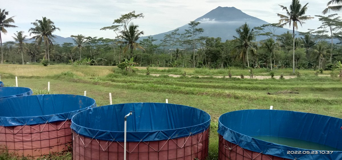 integrated farm untuk menghadapi harga pakan yang tidak terkontrol kenaikannya yg berakibat banyak petani ikan dan peternak mengurangi produksinya...maggot puyuh lele dan cacing sutra
<a href="/saktitrenggono/">Sakti Wahyu Trenggono</a> 
<a href="/BudidayaKKP/">Budidaya KKP (DJPB)</a> 
<a href="/bbpbat_sukabumi/">BBPBAT SUKABUMİ</a> 
<a href="/PUSLAT_BPSDMKP/">PUSAT PELATIHAN KP</a> 
<a href="/kajianperikanan/">Kajian Perikanan</a>