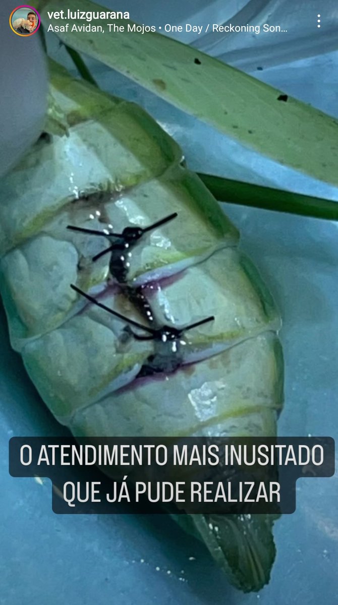 maria_saandrade's tweet photo. O cara é vet de animais exóticos e silvestres e simplesmente atendeu um louva-a-deus que é pet de um casal, caiu de um armário por acidente e machucou o abdômen. O veterinário OPEROU o bichin e deu pontinhos na barriga vei a foto dos pontinhos eu tô chocada com a excelência https://t.co/WIceMJssdA