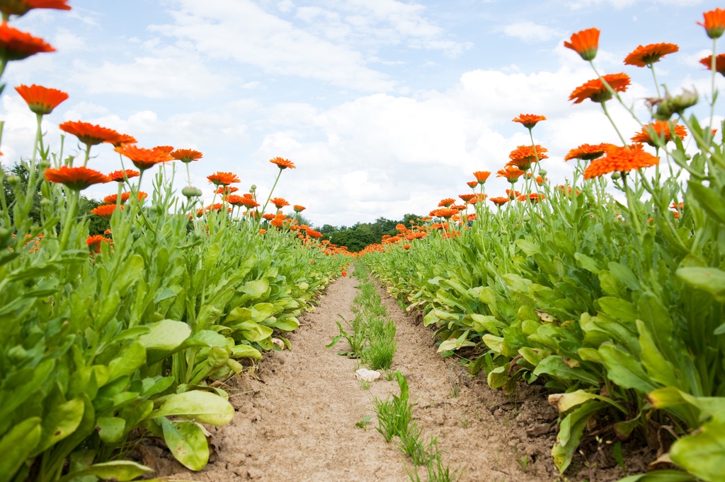 Our biodynamic calendula fields in full bloom 🧡 Who else would like to go for a wander down the rows and smell the beautiful orange flowers? 

#weleda #youarenature #calendula #weledababy