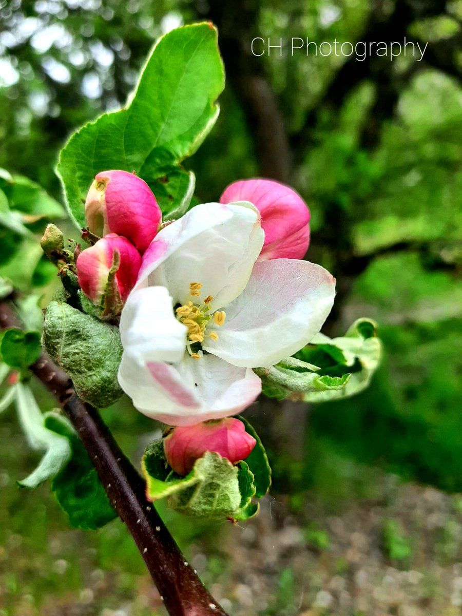 CHandywork's tweet image. #idaho #appletree #appleblossom #idaholife #outdoorlife #outdoorlifestyle #trees #fruittrees #spring #blossoms #blooms #creationist  #literalcreation #creation #outdoors #outdoorphotography #naturelover #nature #flowers #naturephotos #naturephotographer #naturephotography