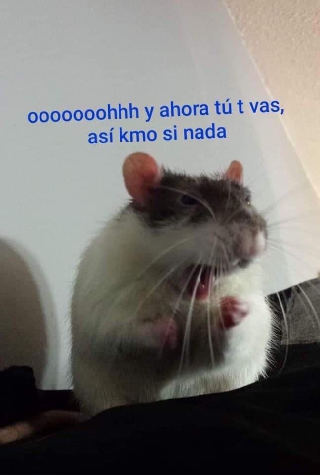 DescuentosRata's tweet photo. Este es un test, favor ignorar.

#Hashtag
https://t.co/OII3fFePY6 https://t.co/O3hzmmzaef