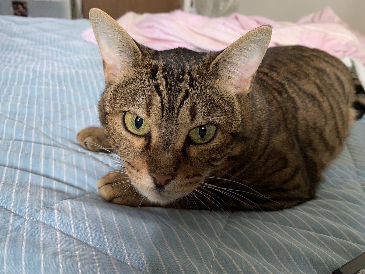 leon_0830_'s tweet photo. キャロさんひんやりシーツにご満悦🥰

＃ベンガル　＃猫　＃cat https://t.co/g5B4qlKCs5
