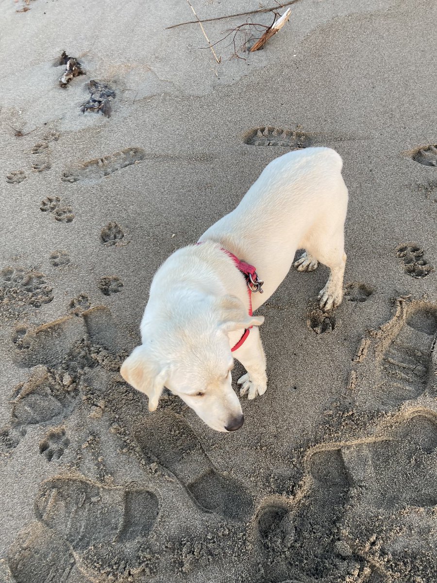 shiro☆pro tweet media