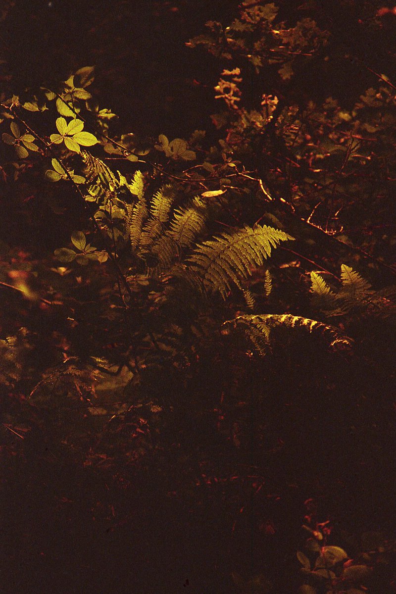 RedeyeRedscale's tweet photo. Fern II
The amazing #visionsofwanderlust has shot some fantastic #redeyeredscale images recently.
#fern
#forest
#VisionsOfWanderlust
#RedeyeRedscale
#Redscale
#ExperimentalPhotography
#AnaloguePhotography
#BelieveInFilm
#ShootFilmBeNice
@sunny16podcast
#Sunny16Podcast https://t.co/i03OT0EnJH