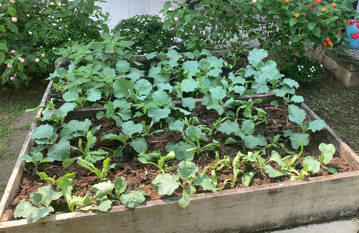 PamboYvonne's tweet photo. 💡When I am not in the office, I am also farming !! So you can imagine how terrific it is to work on projects focusing on agriculture and food systems #GreenValueChains #ConsommonsLocal https://t.co/El5kdYUXPS