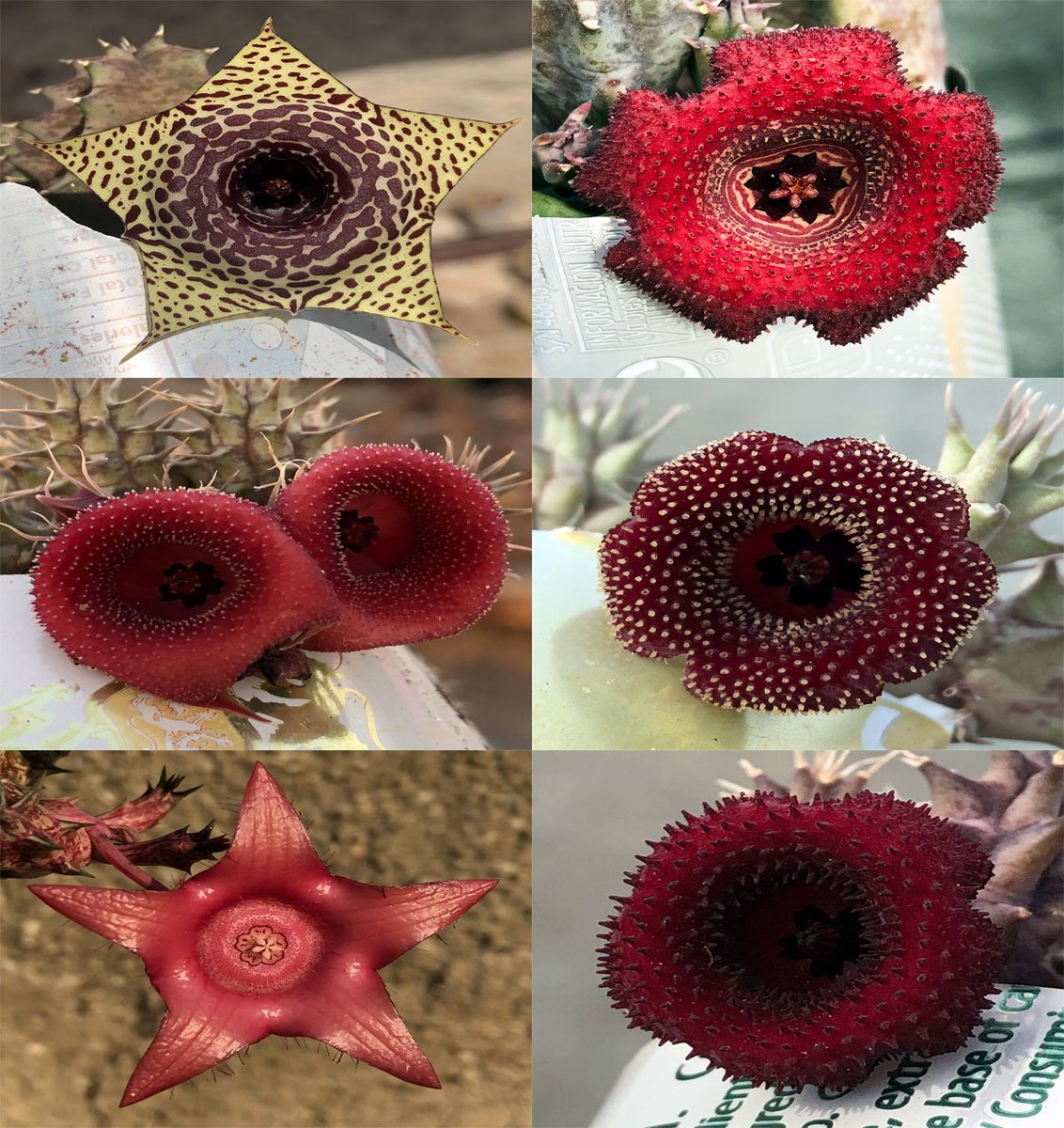 [en][es] New update of hybrids in my personal collection 

peakd.com/hive-183841/@k… 

#Hive #plants #succulents