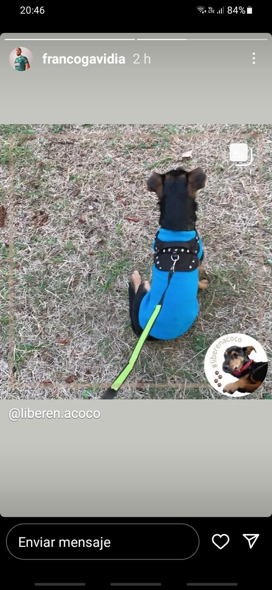 cristobal2011ok's tweet image. #LiberenACocoYa Acá lo tenemos jajaja Foto del Instagram de su dueño. Cada día falta menos. 
@alejan1994 @Ruben_A_Fraga 
@CalesitaArgenta 
👍🙏🙏🙏🙏🙏💖🍀🤞