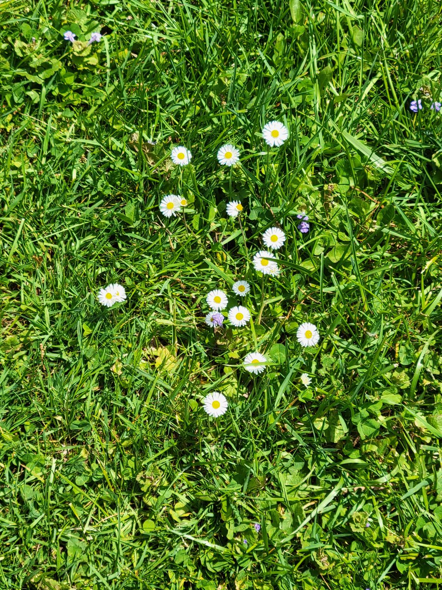 Rougedafidil's tweet photo. Wild daisies are so simple and pretty. This is how I pick flowers and send them to my love. https://t.co/ePkFiw0ume