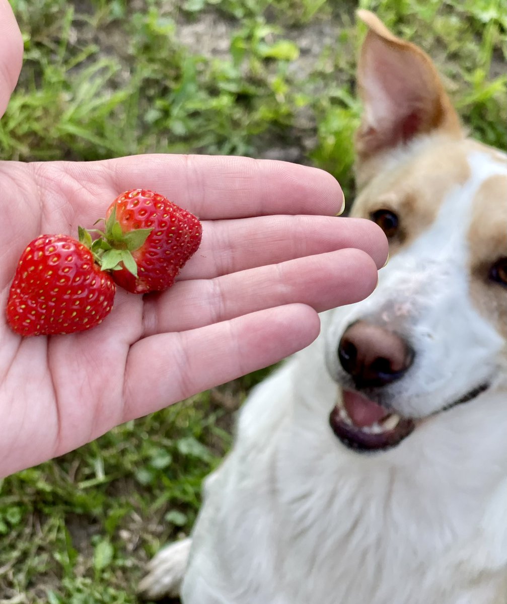 JillianMarisa's tweet photo. First homegrown strawberries of the season featuring #WinstonDog. #MacJohnsonFarm https://t.co/8yXQrHtSwN