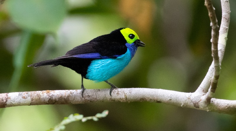 conexaoplaneta's tweet photo. Após séculos de suspeitas, estudo inédito confirma: #pássaros nos #trópicos são mais #coloridos. Pesquisadores analisaram imagens de 4.500 passeriformes e detectaram q plumagem é 30% mais colorida em regiões como a #Amazônia brasileira e Sudeste Asiático: https://t.co/l1Vw0pJjWB https://t.co/xv7E92VBak
