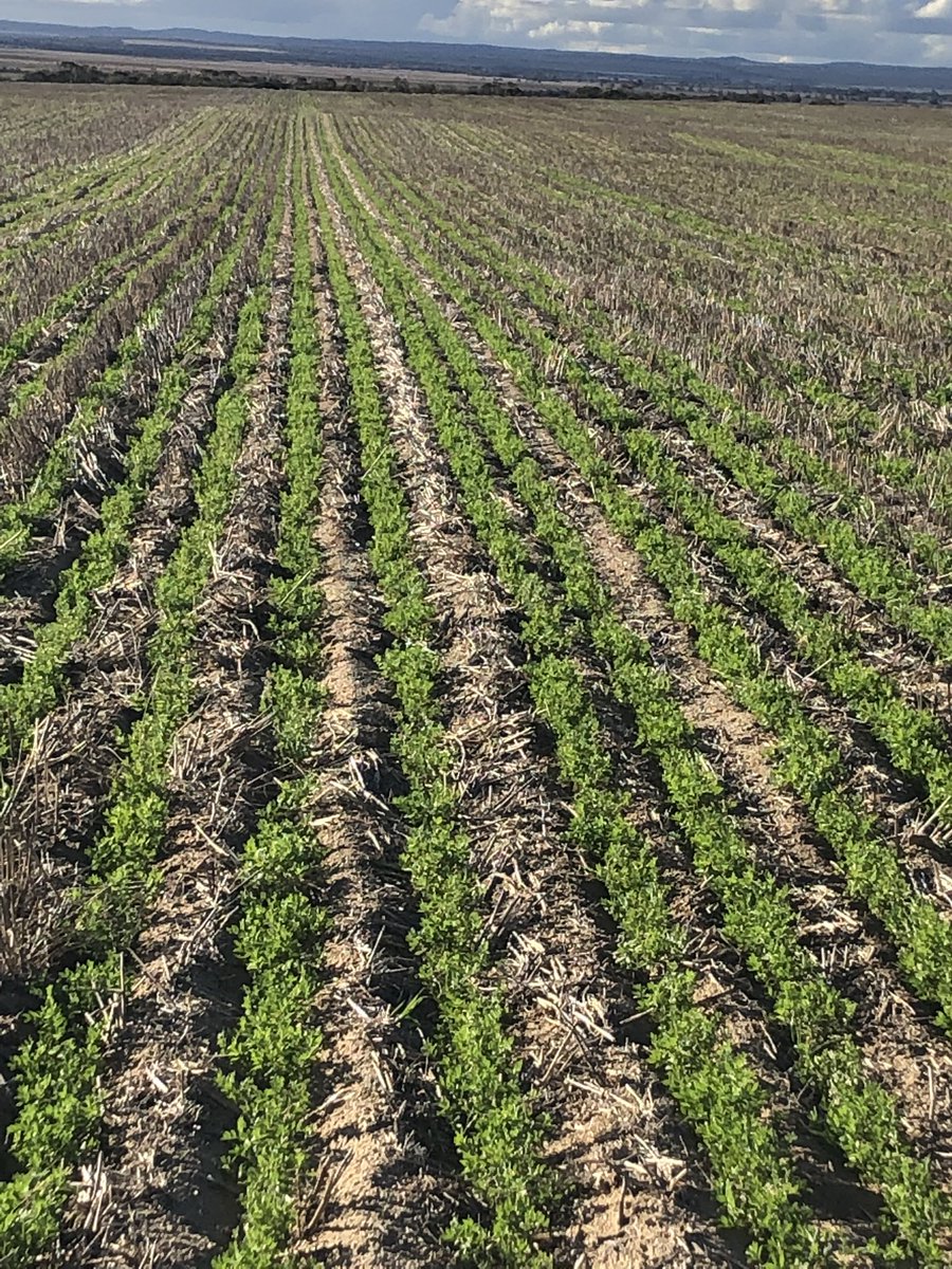 jeremy calliss tweet media