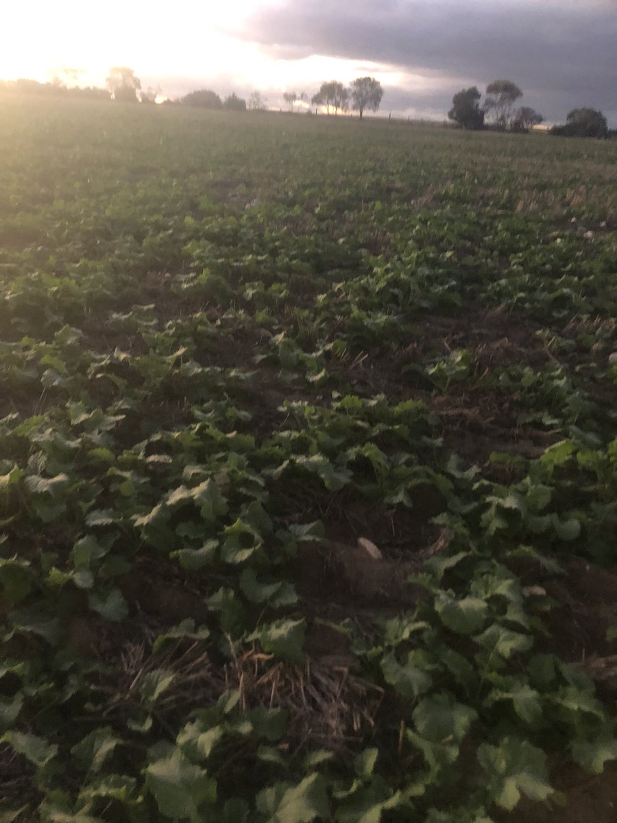 jeremy calliss tweet media