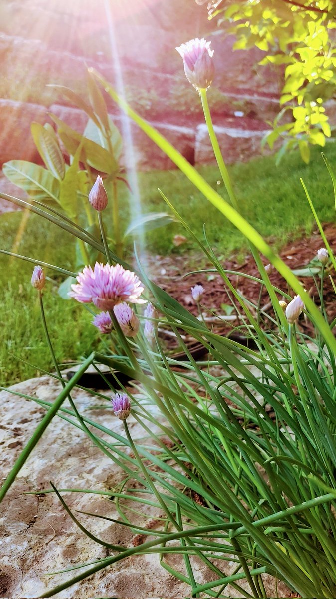 rhrwes's tweet photo. Some fun lens flare on our chives this evening. #samsungs22 #garden #flares https://t.co/20gvZLqDkh