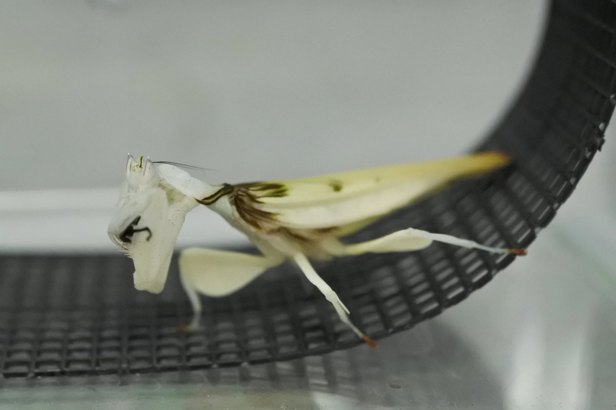 バックヤードで飼育中のハナカマキリ ズレることなくオスとメスが同時期に羽化しました メスの方が幼虫の期間が1ヶ月ほど長いので 羽化のタイミングを合わせるのは少しコツがいります ハナカマキリ 生物園 足立区 足立区 足立区民ニュース