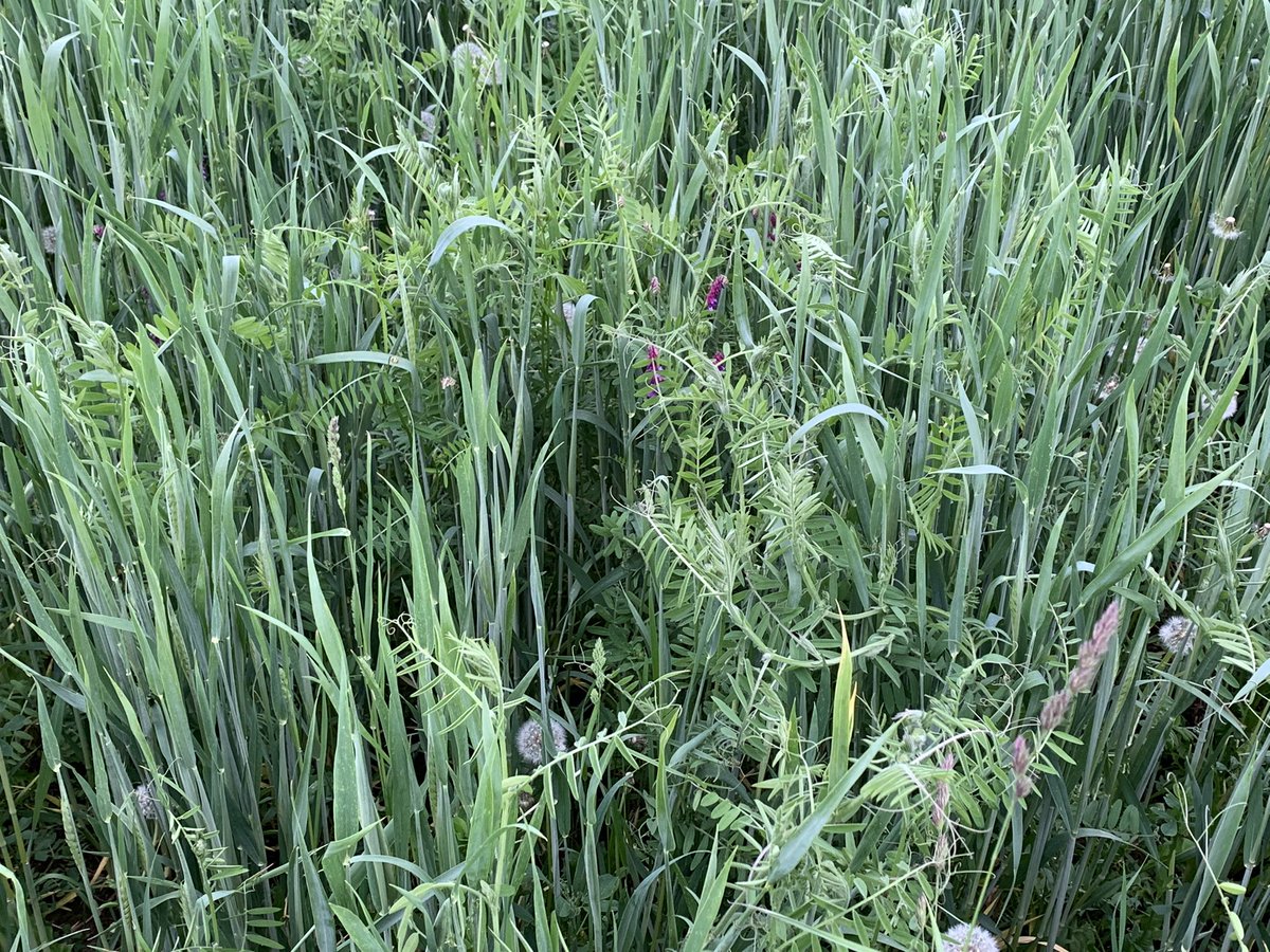 garlandhillz's tweet photo. #hairyvetch doing it’s climb on winter triticale #onbeef balage soon https://t.co/cRM3pgCABe