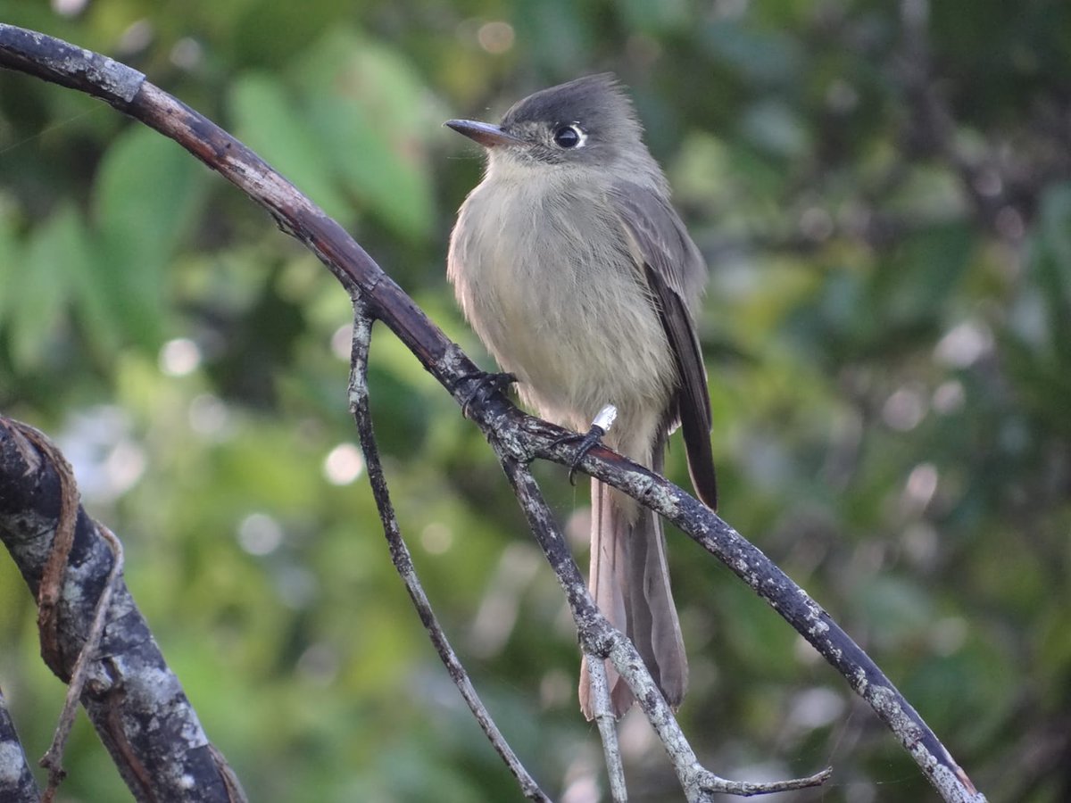 FlorayFaunaMtz's tweet photo. Ya es posible observar en RF Laguna de Maya Matanzas en su medio natural, aves anilladas por la estación de la provincia. Bobito chico (Contopus caribaeus).
📸by Elien Domínguez
#FLORAyFAUNA #CBC #BIOECO #birds #birdphotography #birdwatching #wildlife #NaturePhotography https://t.co/xAba5E96bN