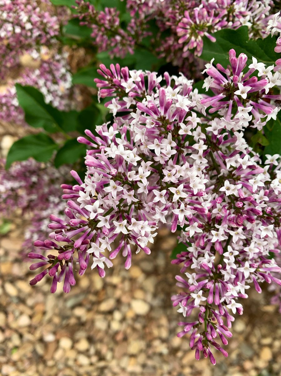 Step outside, and the yard smells lilac! Another surprise in our new place.