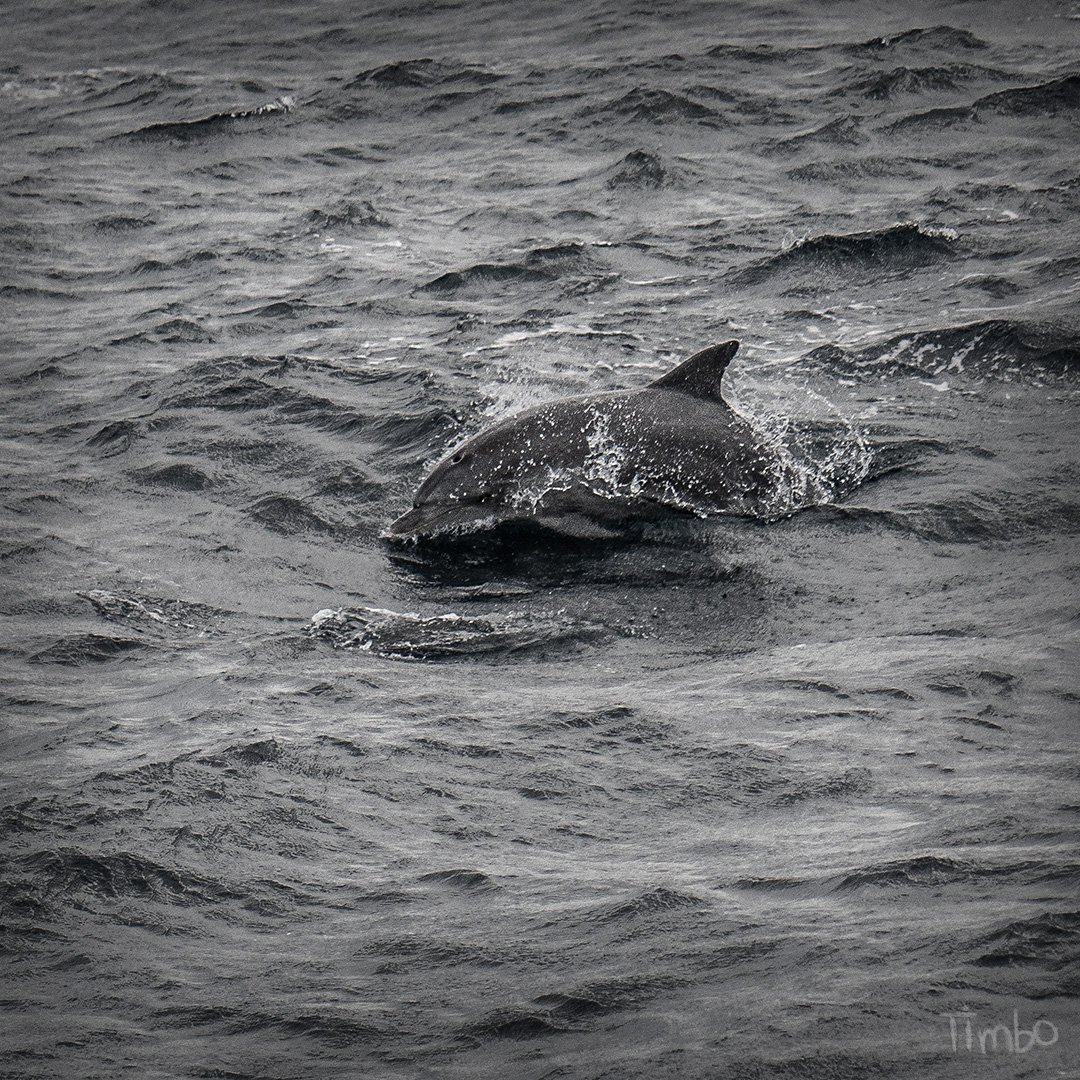 The limit of my zoom lens but not the limit of my appreciation.