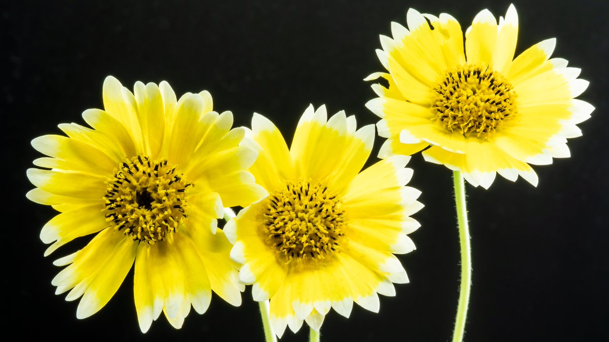 kyousuke_9999's tweet image. フリルのような花弁が愛らしい #ライア(#tidytips)。 #壁紙 #wallpaper #4K #マクロ #macro