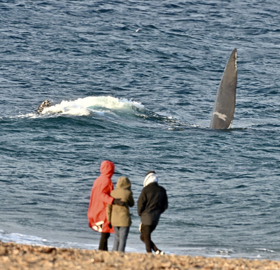maxijonas's tweet image. La Playa de Ballenas.