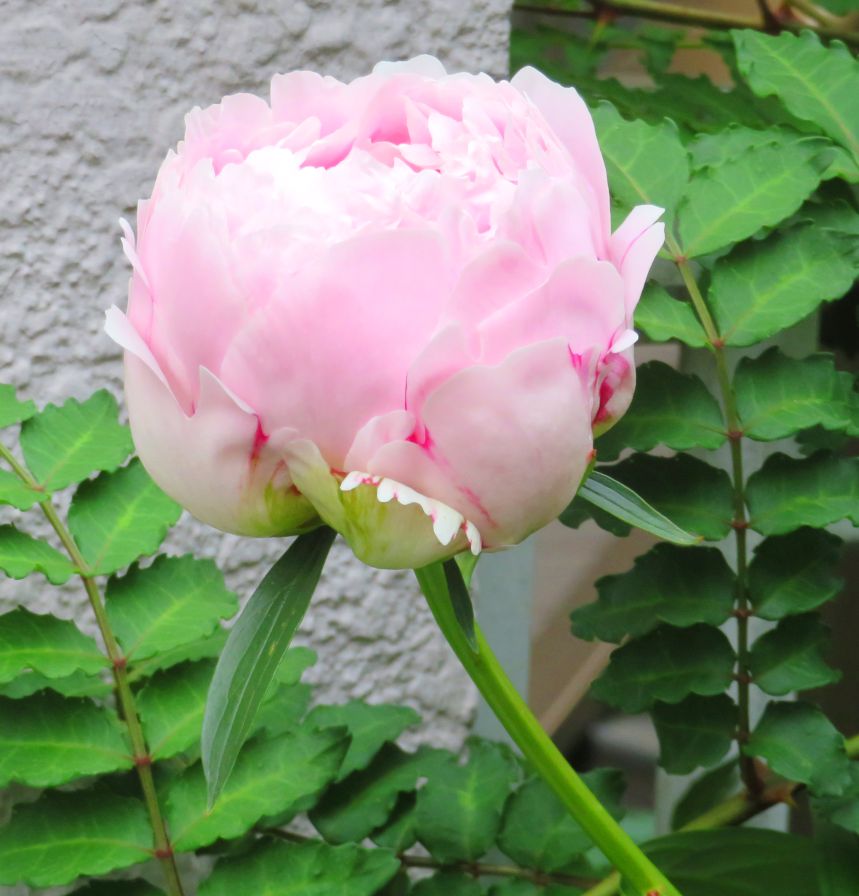 史都玲沙 夏コミ8 13東2 S51a Twitterren 4月に写真撮ったのに出し損ねていた 牡丹の写真 通りすがりに凄い綺麗な牡丹をたくさん育ててる家があったのです あの大きな花を綺麗に育てるの大変そう T Co Zgwzjkgnef Twitter