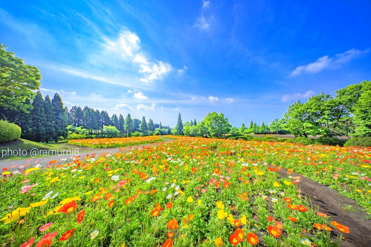 お花畑のはしごが出来る くじゅう花公園