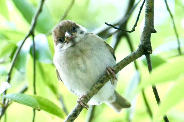 木の上のヒナちゅん

#ちゅん活　#すずめ　#ひな　#野鳥　#野鳥観察　鳥好きさんと繋がりたい　#bird #sparrow #chick #birdwatching #naturelovers #BirdJapan