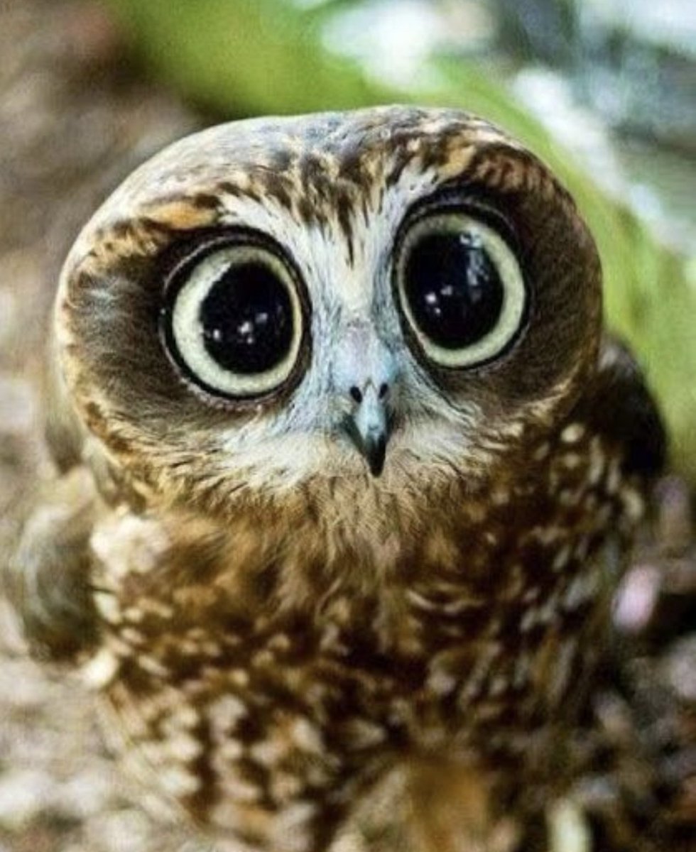 Mike Holm tweet media