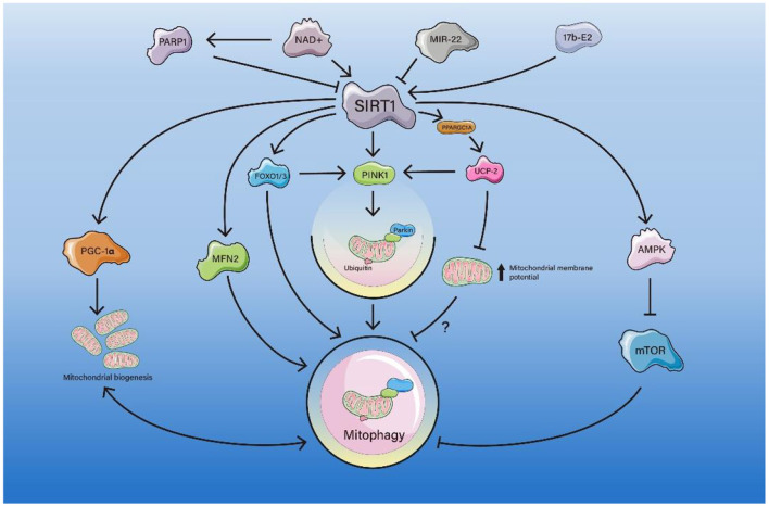 Mito_Therapy's tweet photo. Good morning Mito-Folks, don't miss this new selection of papers related to #mitochondrialmedicine presorted by 
@BiomedNew
https://t.co/THMeSPp0zq https://t.co/kXGD4fMwmf