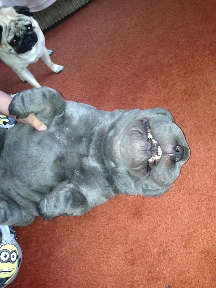bellaboobies22's tweet photo. 🦷 pawhahaha look at me teefs 🦷 😃 #sharpei #bluesharpei https://t.co/gRtm6KurRP