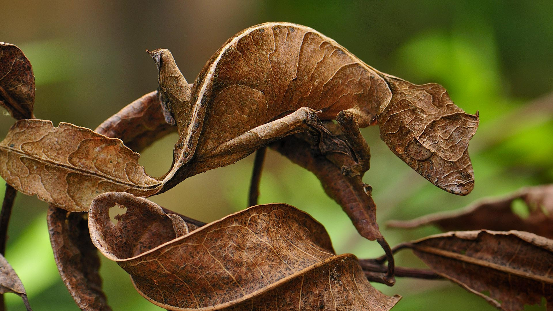 신비한 생물사전 on Twitter: "뛰어난 위장술의 사탄나뭇잎꼬리도마뱀붙이(Uroplatus phantasticus ...