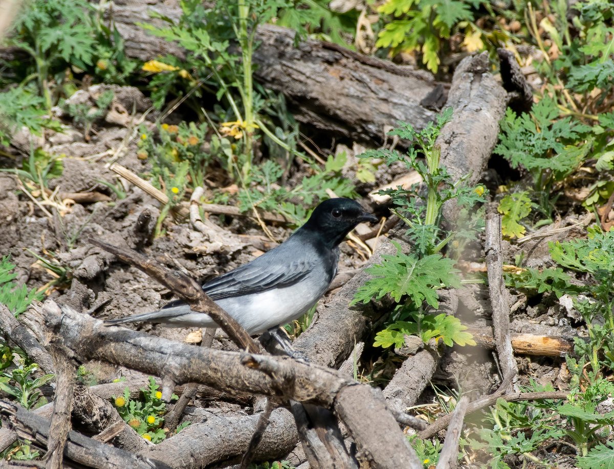 varunshahphoto's tweet photo. Black-headed Cuckooshrike Male
(Coracina melanoptera)
Common resident in forest areas of Gujarat. Uncommon in Saurashtra & Vagrant to Kachchh.
#blackheadedcuckooshrike
#indianbirds
#habitat
#summermigrant
#jamnagarbird
#birdobservation
#ebird
#birdwatching https://t.co/LnIg29ICOu