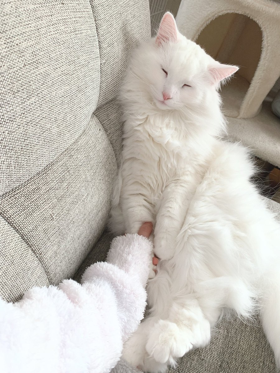 Anmona0803's tweet photo. 今日も朝から癒されました🐈🤍 https://t.co/JDHcbVzfFO