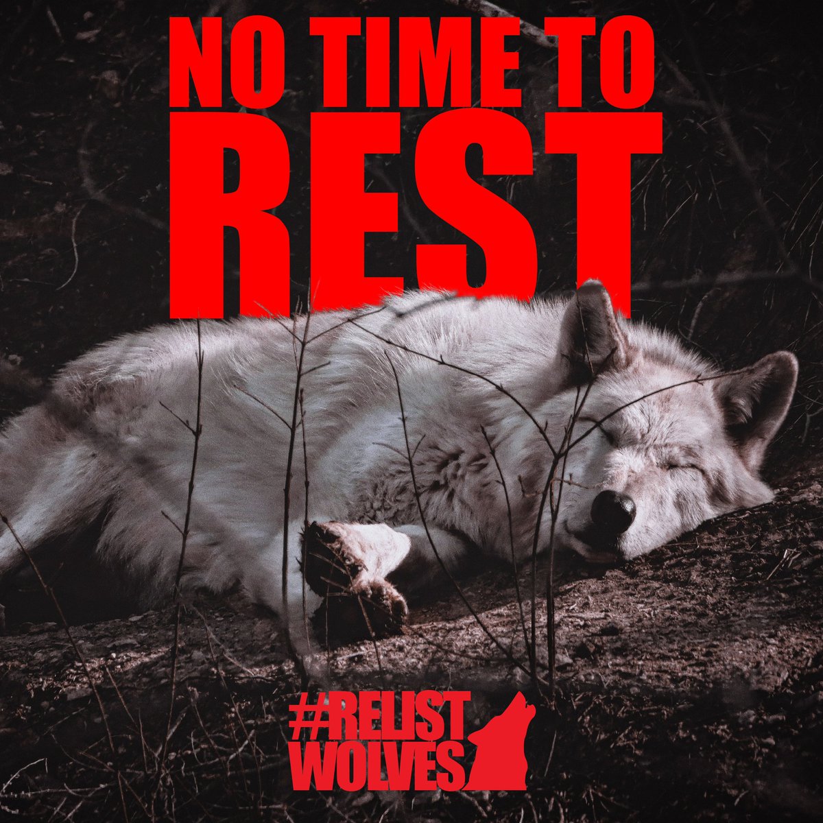 AgProgressUSA's tweet photo. Pls see @WYUntrapped for details on the Comment period until june3 concerning wolf hunting in Wyoming! #hunterssuck #huntingseason #loserswhohunt #menwhohunt #killers #womenwhohunt #hunterswhosuck #RelistWolves #protectourwolves #BoycottMontana #boycottbeef #boycottIdaho โ๐ผโ๐บ https://t.co/RjWK9SCgmR