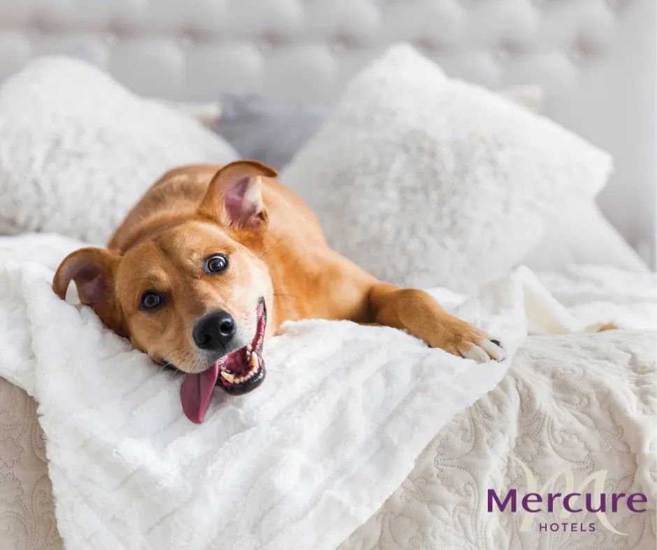 We believe pets should be treated like privileged guests too 🐶🐱

Please contact the Front Desk Team ahead of arrival to book in your pet with us