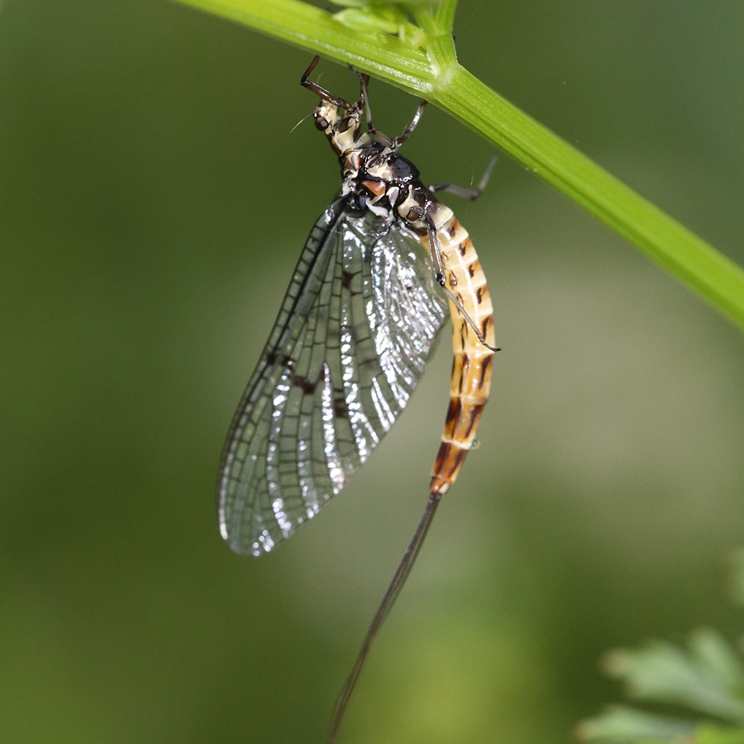 Fun Fact: #DidYouKnow that the adult Mayfly dance lay their eggs on the water, by dipping the tip of its abdomen on the surface 📷 @tobiascoephoto