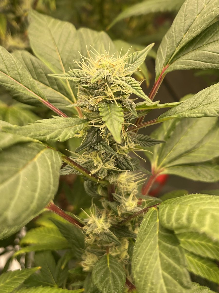 Herb Toking Dragon🐉⛽️🔥 (@herbtoking) on Twitter photo Some <a href="/irvineseedco/">Irvine Seed Company</a> Red🔴 for y’all
Loving those Bud Spirals🌀🍁🔥 Some <a href="/irvineseedco/">Irvine Seed Company</a> Red🔴 for y’all
Loving those Bud Spirals🌀🍁🔥