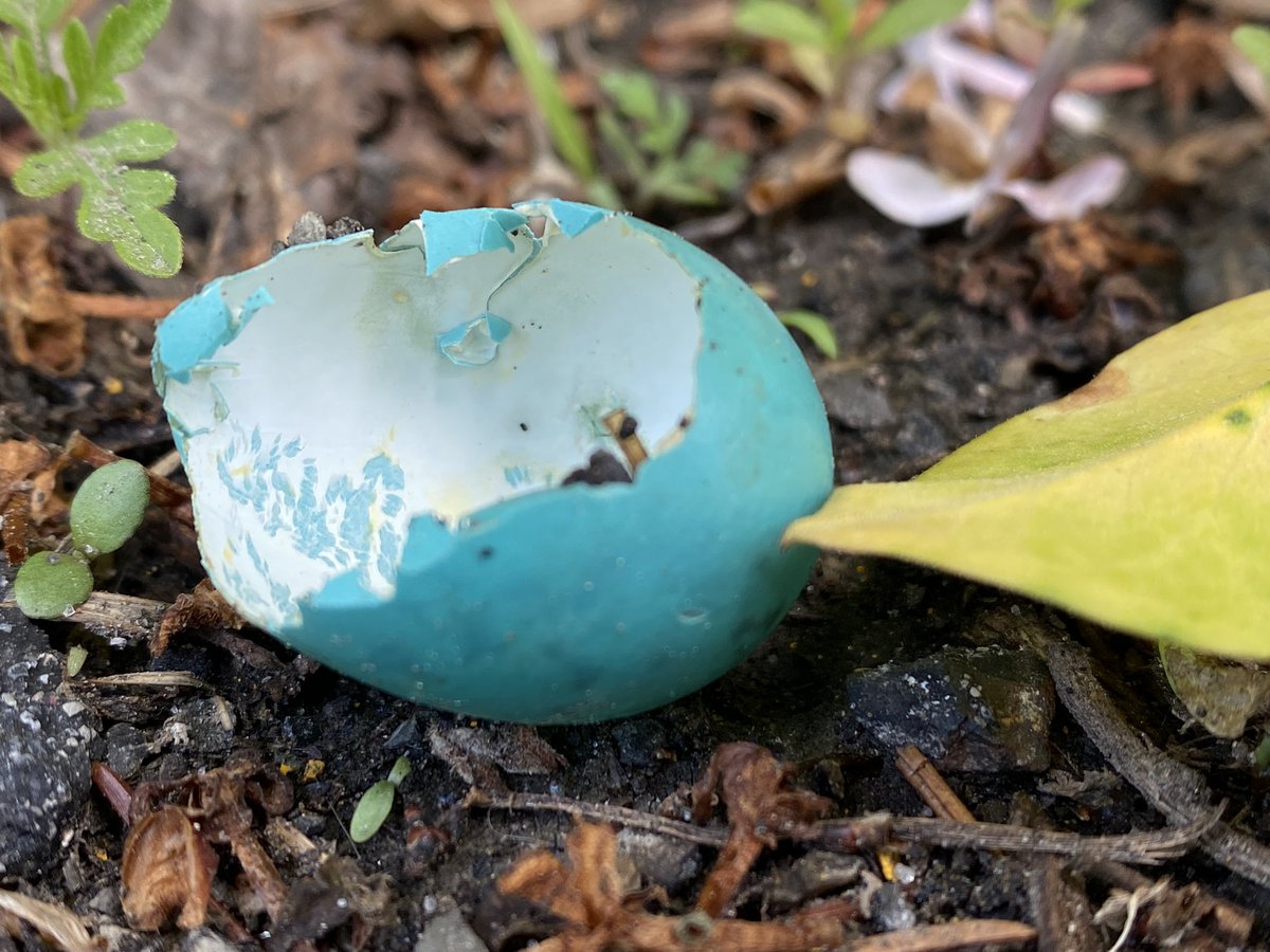 NancyCoddington's tweet photo. Found this beauty out walking the π tonight. Robins, like most birds, will take hatched eggs and fly them away from their nests. This keeps predators from easily finding their nest πͺΉ full of babies. #scicomm #birds #thisIsUpstate #ithaca https://t.co/qJScnVinJ8