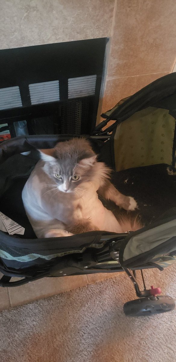 graycat124's tweet photo. How I sit in my gray cat stroller after too many @ModeloUSA https://t.co/Tin5EsAsaa