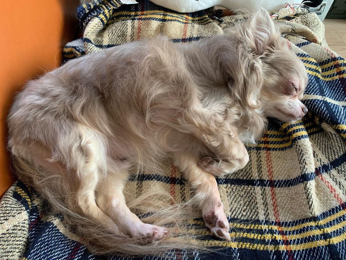 My dog Roy has mitral regurgitation and needs surgery.
I am trying to crowdfund the surgery.

The project will end in three days.
I would very much appreciate your support.

#chihuahua #dog #doglife #doglover #mitralregurgitation #crowdfunding  #donation  #lifewithdogs