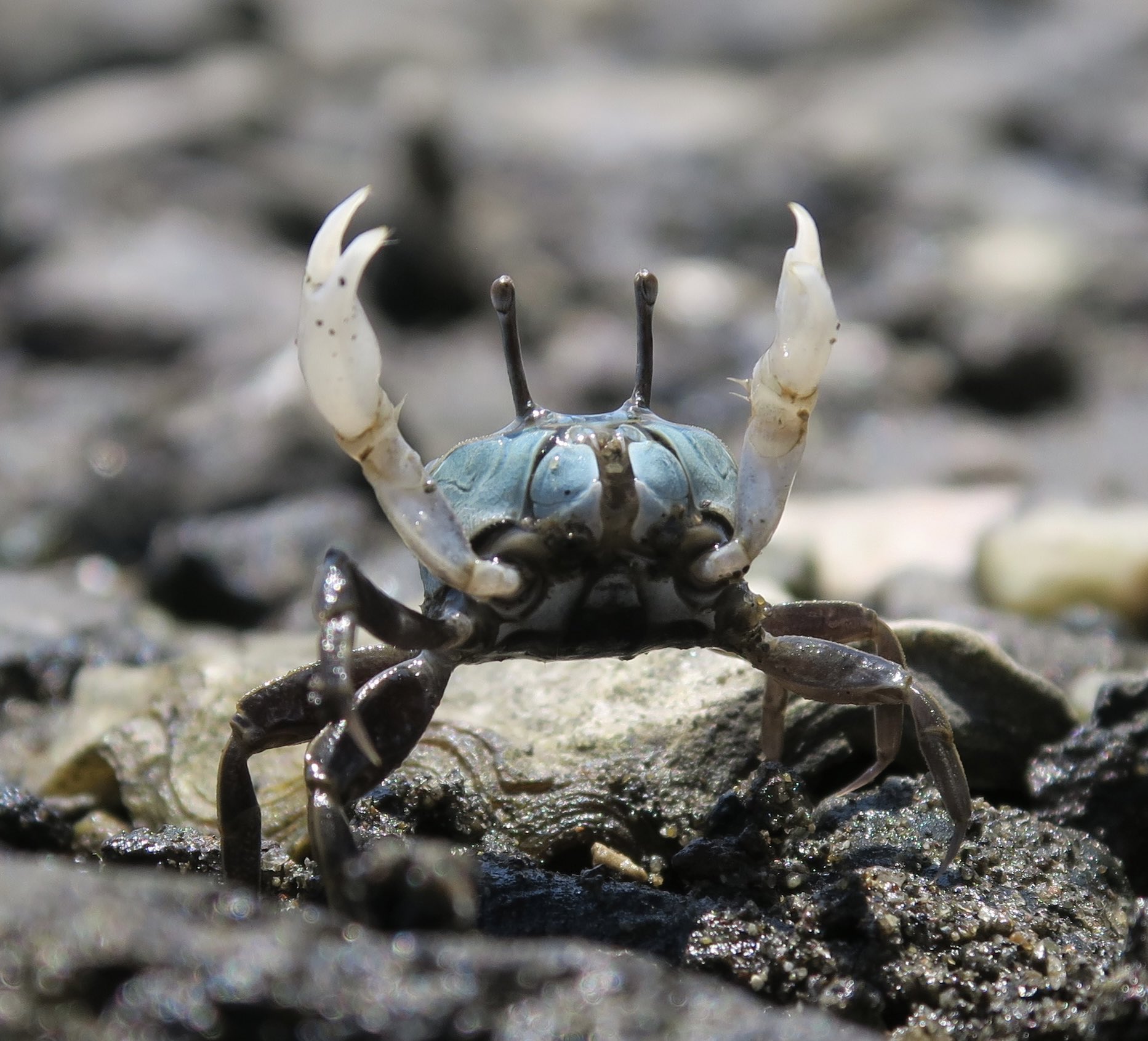 カニの散歩道Crabs' Promenade on X: 