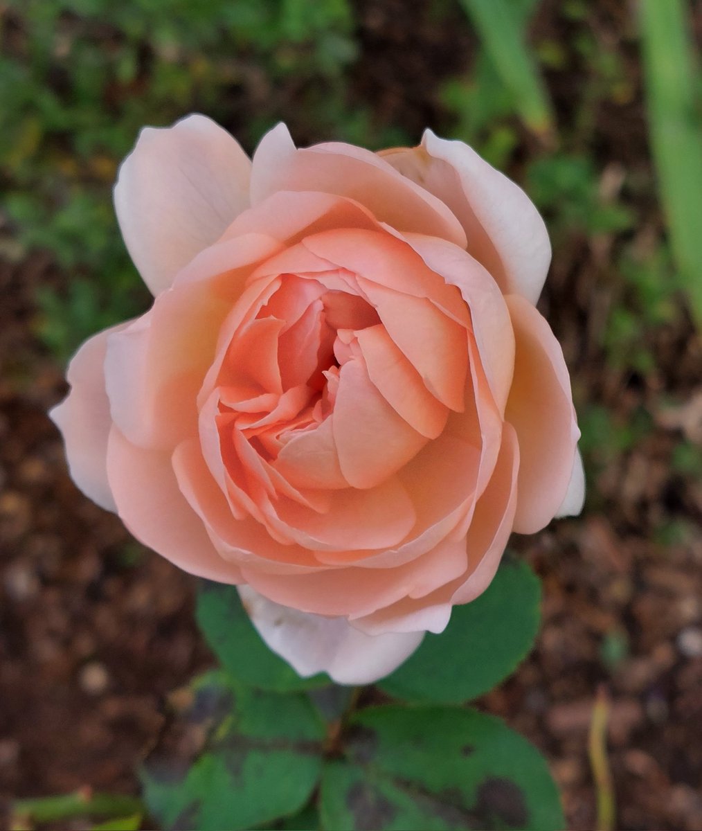 Just faffing on a #SundayAfternoon as you do, when I noticed this in the garden 😊⚘️ #RosaLadyGardener