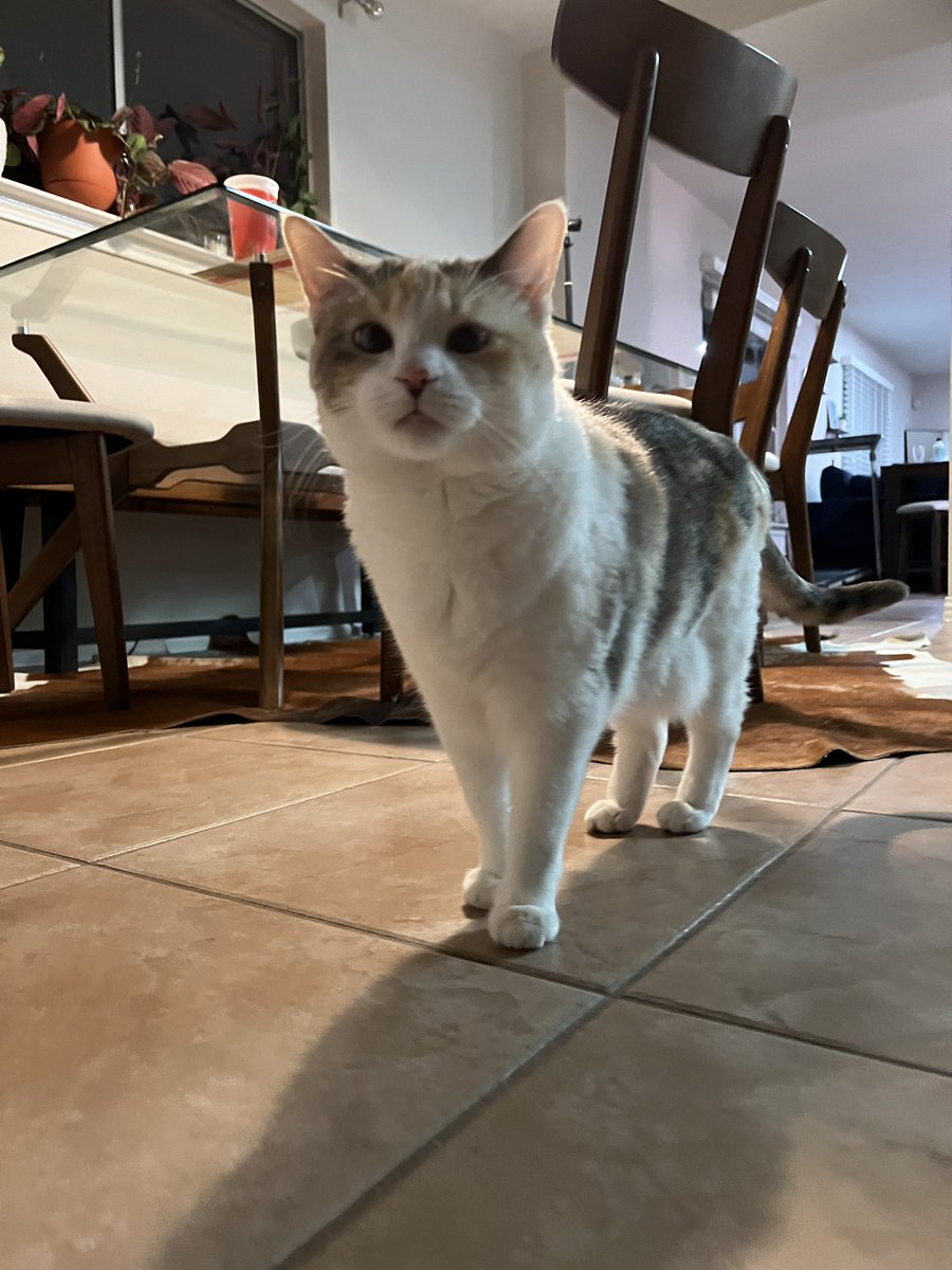 fatfatpankocat's tweet photo. Blessed to be a cat owner https://t.co/9CPIOpZn0X
