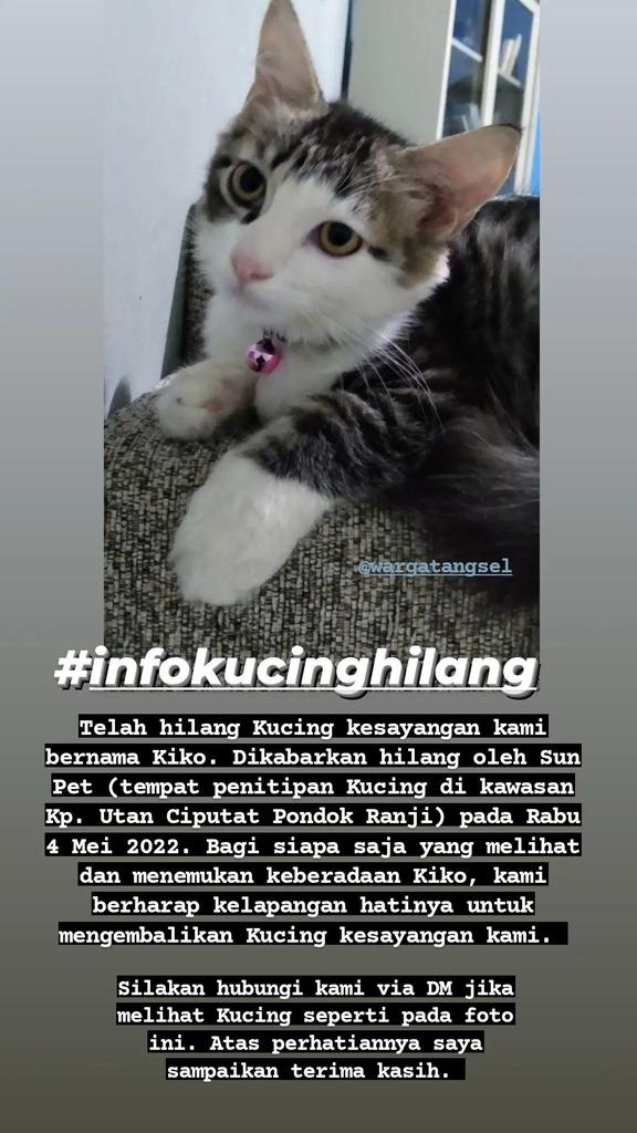 widyahermawan's tweet photo. @Fitri_Greens Kucingku Kiko juga hilang belum ketemu. 😭😭 https://t.co/0fEgDUcOkf
